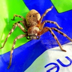 Neosparassus sp. (genus) (Badge huntsman) at Crooked Corner, NSW - 2 Nov 2018 by Milly