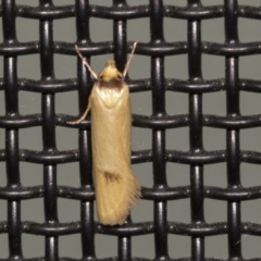 Phauloplana illuta (A concealer moth) at Higgins, ACT - 10 Feb 2022 by AlisonMilton