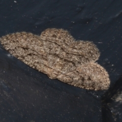 Zermizinga sinuata (Lucerne Looper, Spider Moth) at Higgins, ACT - 1 Mar 2022 by AlisonMilton