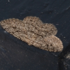 Zermizinga sinuata (Lucerne Looper, Spider Moth) at Higgins, ACT - 2 Mar 2022 by AlisonMilton