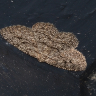 Zermizinga sinuata (Lucerne Looper, Spider Moth) at Higgins, ACT - 2 Mar 2022 by AlisonMilton