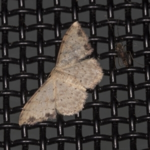 Idaea halmaea at Higgins, ACT - 5 Mar 2022