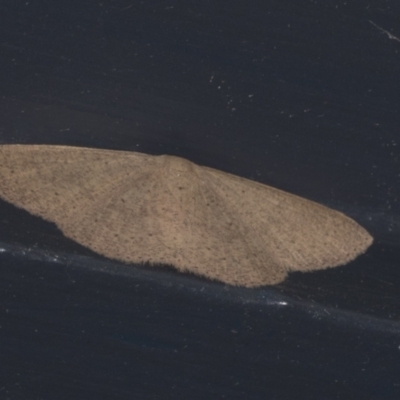 Casbia (genus) (A Geometer moth) at Higgins, ACT - 30 Jan 2022 by AlisonMilton