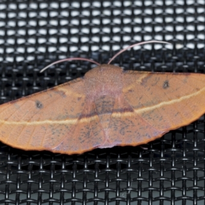 Oenochroma vinaria (Pink-bellied Moth, Hakea Wine Moth) at Higgins, ACT - 9 Feb 2022 by AlisonMilton