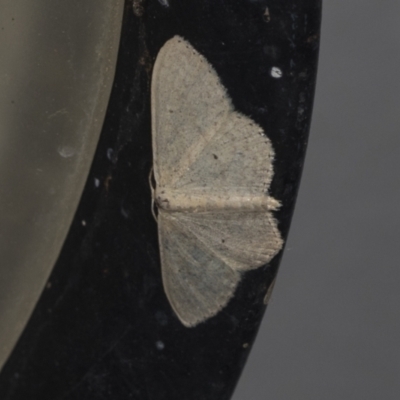 Scopula optivata (Varied Wave) at Higgins, ACT - 29 Jan 2022 by AlisonMilton