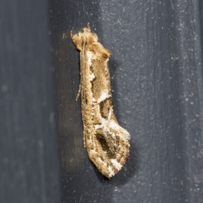 Moerarchis inconcisella (A tineid moth) at Higgins, ACT - 10 Feb 2022 by AlisonMilton