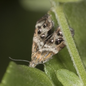 Tebenna micalis at Higgins, ACT - 31 Jan 2022 07:56 AM