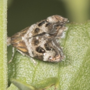 Tebenna micalis at Higgins, ACT - 31 Jan 2022 07:56 AM