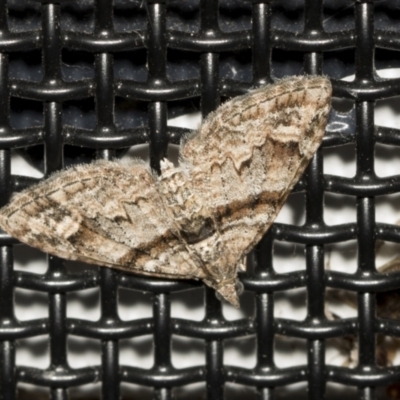 Phrissogonus laticostata (Apple looper moth) at Higgins, ACT - 11 Feb 2022 by AlisonMilton