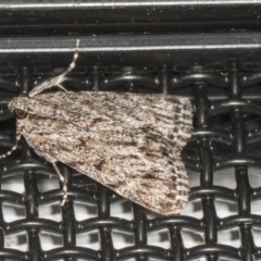 Spectrotrota fimbrialis (A Pyralid moth) at Higgins, ACT - 6 Feb 2022 by AlisonMilton