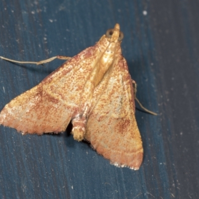 Endotricha ignealis (A Pyralid moth (Endotrichinae)) at Higgins, ACT - 11 Feb 2022 by AlisonMilton