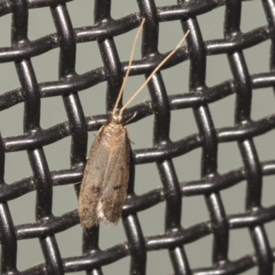 Lecithocera undescribed species nr terrigena at Higgins, ACT - 10 Feb 2022 by AlisonMilton