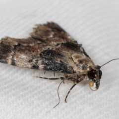 Orthaga thyrisalis (Teatree Web Moth) at Higgins, ACT - 11 Jan 2022 by AlisonMilton