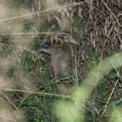 Wallabia bicolor (Swamp Wallaby) at Namadgi National Park - 4 Mar 2022 by Helberth