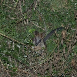 Wallabia bicolor at Cotter River, ACT - 4 Mar 2022 08:18 PM