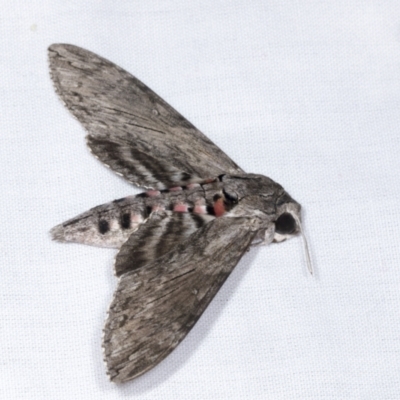 Agrius convolvuli (Convolvulus Hawk Moth) at Higgins, ACT - 5 Mar 2022 by AlisonMilton