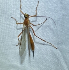 Netelia sp. (genus) (An Ichneumon wasp) at Jerrabomberra, NSW - 8 Mar 2022 by SteveBorkowskis