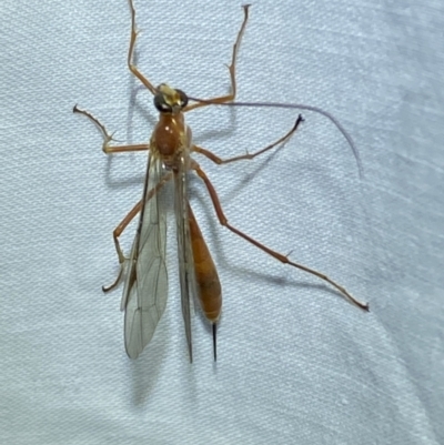 Netelia sp. (genus) (An Ichneumon wasp) at Jerrabomberra, NSW - 8 Mar 2022 by SteveBorkowskis