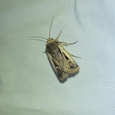 Proteuxoa tortisigna (Streaked Rictonis Moth) at Jerrabomberra, NSW - 8 Mar 2022 by Steve_Bok