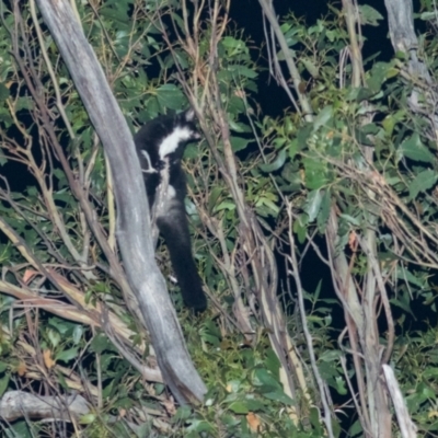 Petauroides volans (Greater Glider) at Uriarra Village, ACT - 4 Mar 2022 by Helberth