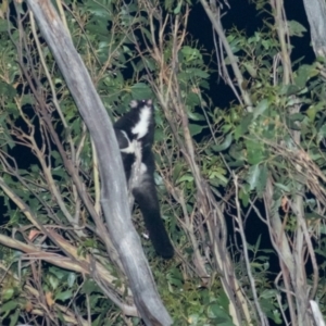 Petauroides volans at Uriarra Village, ACT - suppressed