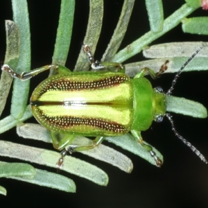 Calomela juncta at Watson, ACT - 6 Mar 2022 01:13 PM