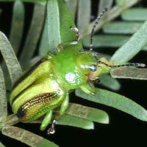 Calomela juncta at Watson, ACT - 6 Mar 2022 01:13 PM