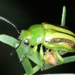 Calomela juncta at Watson, ACT - 6 Mar 2022 01:13 PM