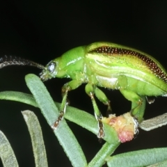 Calomela juncta at Watson, ACT - 6 Mar 2022 01:13 PM