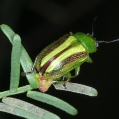 Calomela juncta at Watson, ACT - 6 Mar 2022 01:13 PM