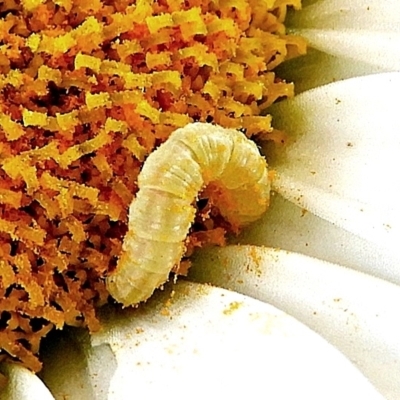 Lepidoptera unclassified IMMATURE moth at Crooked Corner, NSW - 4 Jan 2022 by Milly