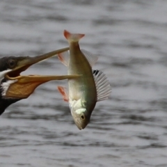 Perca fluviatilis (Redfin) at Greenway, ACT - 8 Mar 2022 by RodDeb