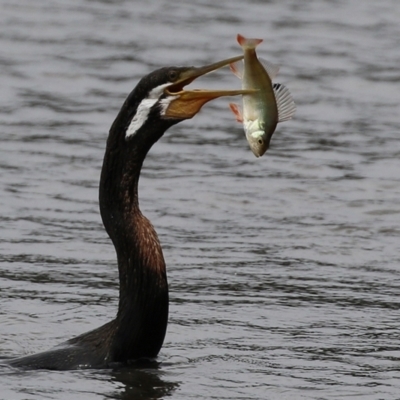 Anhinga novaehollandiae (Australasian Darter) at Greenway, ACT - 8 Mar 2022 by RodDeb