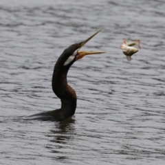 Anhinga novaehollandiae at Greenway, ACT - 8 Mar 2022 02:42 PM