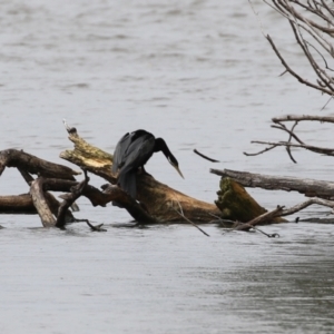 Anhinga novaehollandiae at Greenway, ACT - 8 Mar 2022 02:42 PM