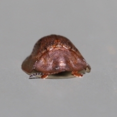 Chrysomelidae sp. (family) by TimL