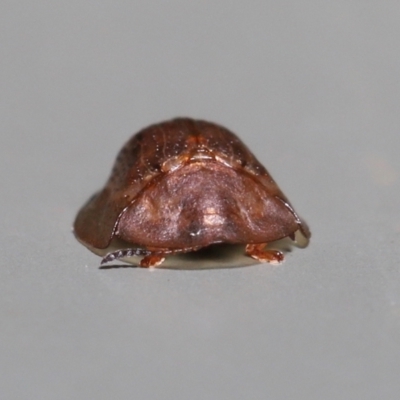 Chrysomelidae sp. (family) at  - suppressed by TimL