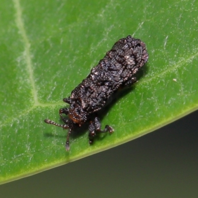 Octotoma (Genus) (Leaf Beetle) at  - suppressed by TimL