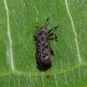 Octotoma (Genus) at suppressed - suppressed