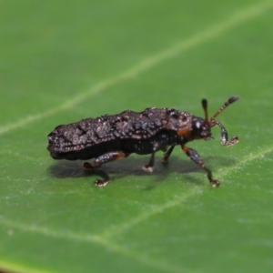 Octotoma (Genus) at suppressed - suppressed