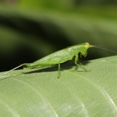 Unidentified Katydid (Tettigoniidae) at Wellington Point, QLD - 1 Mar 2022 by TimL