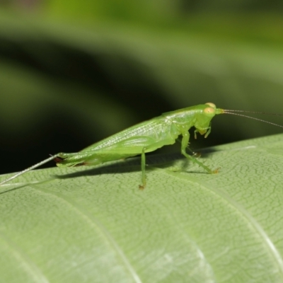 Unverified Katydid (Tettigoniidae) at  - suppressed by TimL