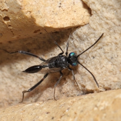 Unverified Parasitic wasp (numerous families) at  - suppressed by TimL