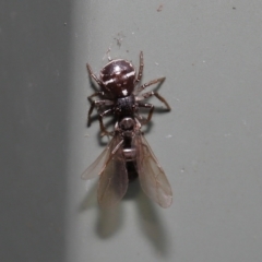 Tharpyna diademata at Wellington Point, QLD - suppressed