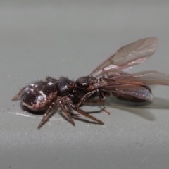 Tharpyna diademata at Wellington Point, QLD - suppressed