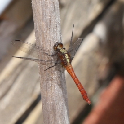 Orthetrum villosovittatum (Fiery Skimmer) at Wellington Point, QLD - 4 Mar 2022 by TimL