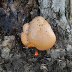 Piptoporus australiensis at Narrabundah, ACT - 8 Mar 2022 by StephCJ