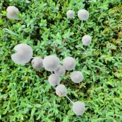 Coprinellus etc. (An Inkcap) at Narrabundah, ACT - 8 Mar 2022 by StephCJ