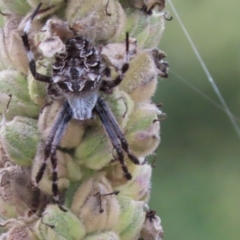 Backobourkia sp. (genus) (An orb weaver) at Pine Island to Point Hut - 8 Mar 2022 by SandraH