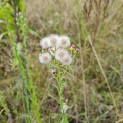 Erigeron bonariensis (Flaxleaf Fleabane) at Mount Mugga Mugga - 9 Mar 2022 by Mike